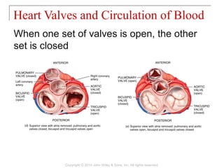 When one set of valves is open, the other
set is closed
Heart Valves and Circulation of Blood
Copyright © 2014 John Wiley & Sons, Inc. All rights reserved.
 