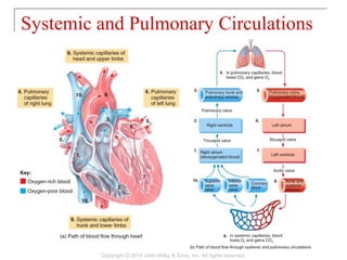 Systemic and Pulmonary Circulations
Copyright © 2014 John Wiley & Sons, Inc. All rights reserved.
 