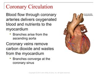 Blood flow through coronary
arteries delivers oxygenated
blood and nutrients to the
myocardium
 Branches arise from the
ascending aorta
Coronary veins remove
carbon dioxide and wastes
from the myocardium
 Branches converge at the
coronary sinus
Coronary Circulation
Copyright © 2014 John Wiley & Sons, Inc. All rights reserved.
 