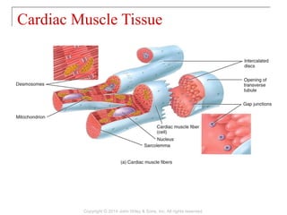 Cardiac Muscle Tissue
Copyright © 2014 John Wiley & Sons, Inc. All rights reserved.
 