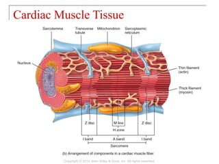 Cardiac Muscle Tissue
Copyright © 2014 John Wiley & Sons, Inc. All rights reserved.
 