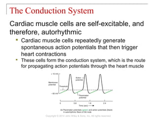 Cardiac muscle cells are self-excitable, and
therefore, autorhythmic
 Cardiac muscle cells repeatedly generate
spontaneous action potentials that then trigger
heart contractions
 These cells form the conduction system, which is the route
for propagating action potentials through the heart muscle
The Conduction System
Copyright © 2014 John Wiley & Sons, Inc. All rights reserved.
 