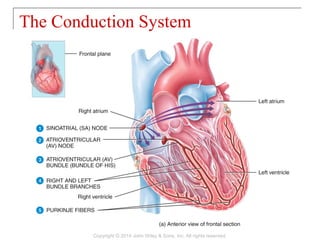 The Conduction System
Copyright © 2014 John Wiley & Sons, Inc. All rights reserved.
 