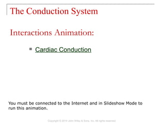 The Conduction System
Copyright © 2014 John Wiley & Sons, Inc. All rights reserved.
 Cardiac Conduction
Interactions Animation:
You must be connected to the Internet and in Slideshow Mode to
run this animation.
 