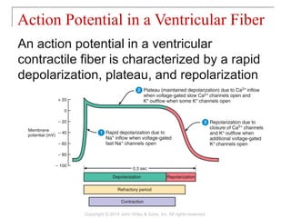 An action potential in a ventricular
contractile fiber is characterized by a rapid
depolarization, plateau, and repolarization
Action Potential in a Ventricular Fiber
Copyright © 2014 John Wiley & Sons, Inc. All rights reserved.
 