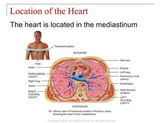 The heart is located in the mediastinum
Location of the Heart
Copyright © 2014 John Wiley & Sons, Inc. All rights reserved.
 