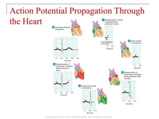 Action Potential Propagation Through
the Heart
Copyright © 2014 John Wiley & Sons, Inc. All rights reserved.
 
