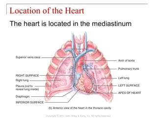 The heart is located in the mediastinum
Location of the Heart
Copyright © 2014 John Wiley & Sons, Inc. All rights reserved.
 