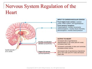 Nervous System Regulation of the
Heart
Copyright © 2014 John Wiley & Sons, Inc. All rights reserved.
 