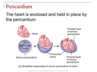 The heart is enclosed and held in place by
the pericardium
Pericardium
Copyright © 2014 John Wiley & Sons, Inc. All rights reserved.
 
