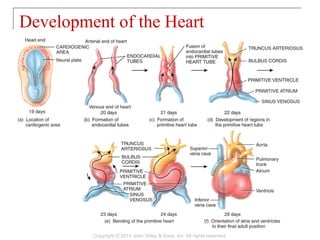 Development of the Heart
Copyright © 2014 John Wiley & Sons, Inc. All rights reserved.
 