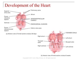 Development of the Heart
Copyright © 2014 John Wiley & Sons, Inc. All rights reserved.
 