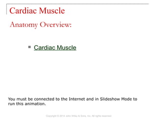 Anatomy Overview:
Cardiac Muscle
Copyright © 2014 John Wiley & Sons, Inc. All rights reserved.
 Cardiac Muscle
You must be connected to the Internet and in Slideshow Mode to
run this animation.
 