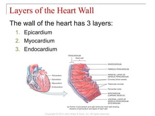 The wall of the heart has 3 layers:
1. Epicardium
2. Myocardium
3. Endocardium
Layers of the Heart Wall
Copyright © 2014 John Wiley & Sons, Inc. All rights reserved.
 