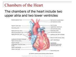 The chambers of the heart include two
upper atria and two lower ventricles
Chambers of the Heart
Copyright © 2014 John Wiley & Sons, Inc. All rights reserved.
 