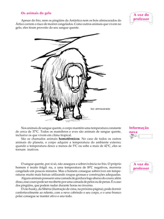 Os animais do gelo                                                               A A voz
                                                                                       U L A do
    Apesar do frio, nem os pingüins da Antártica nem os bois almiscarados do
Ártico correm o risco de morrer congelados. Como outros animais que vivem no         20professor

gelo, eles tiram proveito do seu sangue quente.




                                                          boi almiscarado




    Nos animais de sangue quente, o corpo mantém uma temperatura constante           Informação
de cerca de 37ºC. Todos os mamíferos e aves são animais de sangue quente,            nova
inclusive os que vivem em clima tropical.
    São os chamados animais homotérmicos No caso de todos os outros
                              homotérmicos.
animais do planeta, o corpo adquire a temperatura do ambiente externo;
quando a temperatura desce a menos de 5ºC ou sobe a mais de 42ºC, eles se
tornam inativos.



    O sangue quente, por si só, não assegura a sobrevivência no frio. O próprio        A voz do
homem é muito frágil: nu, a uma temperatura de l8ºC negativos, morreria                professor
congelado em poucos minutos. Mas o homem consegue sobreviver em tempe-
raturas muito mais baixas utilizando roupas grossas e construções adequadas.
    Alguns animais possuem uma camada de gordura logo abaixo do couro; além
disso, esse couro pode ser recoberto por uma camada de pelos ou de penas. É o caso
dos pingüins, que podem nadar durante horas no inverno.
    O cão husky, da Sibéria (ilustração de cima, na próxima página), pode dormir
confortavelmente ao relento, com a neve cobrindo o seu corpo, e o urso branco
polar consegue se manter ativo o ano todo.
 