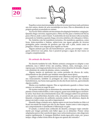 A U L A


20
                       husky siberiano



              Esquilos e ursos marrons passam os dias do inverno sem fazer nada, próximos
          uns dos outros, dentro de seus esconderijos ou tocas. Eles se alimentam da sua
          própria gordura acumulada no outono.
              As aves do Ártico adotam um mecanismo de adaptação fantástico: a migração.
          Quando chega o inverno, seguem para a África do Sul, para a América do Sul ou
          para o Havaí, onde o calor é maior. A andorinha-do-mar dá meia volta ao mundo,
          pousando na Antártica; quando chega o inverno antártico, ela volta para o Ártico.
              Na Antártica não há mamíferos terrestres. Os mamíferos aquáticos, como
          focas, leões-marinhos e baleias, sobrevivem nas águas geladas do inverno
          protegidos pelas camadas de gordura que têm sob a pele, assim como os
          pingüins. Outras aves migram para regiões ao Norte.
              Alguns animais que não são homotérmicos - peixes, por exemplo - conse-
          guem sobreviver nos pólos. Isso é possível porque a água do mar nunca se
          congela completamente.


              Os animais do deserto

               No deserto também há vida. Muitos animais conseguem se adaptar a esse
          ambiente, mas é difícil vê-los: são aranhas, felinos, ratos, morcegos, aves e
          raposas que, nos longos períodos de seca dos vários desertos do mundo, chegam
          a se alimentar de caules de plantas, raízes e sementes.
               Alguns insetos só aparecem nos curtos períodos de chuvas de verão,
          alimentando-se das plantas que também ressurgem nessa época.
               Lagartos e cobras, mesmo possuindo uma cobertura corporal que impede o
          seu ressecamento, também se protegem do calor. Como não são animais
          homotérmicos, nas horas mais quentes do dia eles ficam imóveis, aproveitando
          alguma sombra.
               Muitas aves também migram. Elas se reproduzem quando o clima é mais
          ameno e se retiram no auge da seca.
               Há muitos roedores que se alimentam das sementes deixadas no chão pelas
          plantas. O mais notável deles, o rato-canguru, quase nunca bebe água e raramen-
          te urina. Suas fezes são extremamente secas. Ele consegue sobreviver permane-
          cendo em toca subterrânea durante o dia, só saindo à noite, para se alimentar.
          Quando a temperatura do ambiente aumenta muito, ele adormece, depois de
          passar em todo o corpo sua saliva impermeável.
               Quando chega a estação seca, alguns sapos cavam tocas fundas no chão e aí
          ficam em estado de torpor por oito ou dez meses. Assim como o rato-canguru,
          seu comportamento é semelhante à hibernação no gelo.
               O camelo, o animal mais conhecido do deserto, consegue viajar comoda-
          mente por longos períodos sem beber água ou se alimentar. Possui várias
          adaptações para evitar a perda de água: sua e urina muito pouco, não ofega nem
          respira rapidamente. E consegue distribuir muita água pelo corpo, em pouco
          tempo: chega a beber trinta litros de água em apenas dez minutos !
 