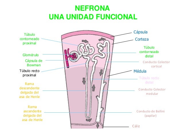 CLASE 20 CORTE 2