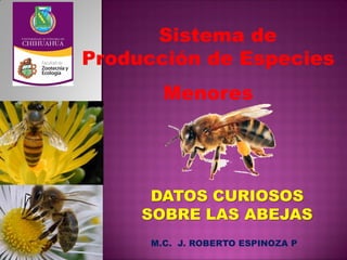 Sistema de
Producción de Especies
Menores
M.C. J. ROBERTO ESPINOZA P
DATOS CURIOSOS
SOBRE LAS ABEJAS
 