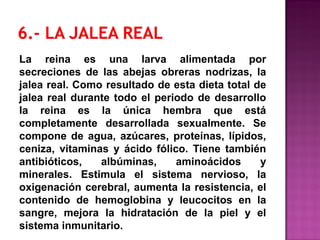 La reina es una larva alimentada por
secreciones de las abejas obreras nodrizas, la
jalea real. Como resultado de esta dieta total de
jalea real durante todo el periodo de desarrollo
la reina es la única hembra que está
completamente desarrollada sexualmente. Se
compone de agua, azúcares, proteínas, lípidos,
ceniza, vitaminas y ácido fólico. Tiene también
antibióticos, albúminas, aminoácidos y
minerales. Estimula el sistema nervioso, la
oxigenación cerebral, aumenta la resistencia, el
contenido de hemoglobina y leucocitos en la
sangre, mejora la hidratación de la piel y el
sistema inmunitario.
 