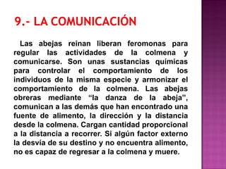 Las abejas reinan liberan feromonas para
regular las actividades de la colmena y
comunicarse. Son unas sustancias químicas
para controlar el comportamiento de los
individuos de la misma especie y armonizar el
comportamiento de la colmena. Las abejas
obreras mediante “la danza de la abeja”,
comunican a las demás que han encontrado una
fuente de alimento, la dirección y la distancia
desde la colmena. Cargan cantidad proporcional
a la distancia a recorrer. Si algún factor externo
la desvía de su destino y no encuentra alimento,
no es capaz de regresar a la colmena y muere.
 