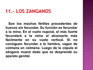 Son los machos fértiles procedentes de
huevos sin fecundar. Su función es fecundar
a la reina. En el vuelo nupcial, el más fuerte
fecundará a la reina al alcanzarla más
fácilmente en su vuelo vertical. Si no
consiguen fecundar a la hembra, vagan de
colmena en colmena. Luego de la cópula el
zángano muere dado que se desprende su
aparato genital.
 