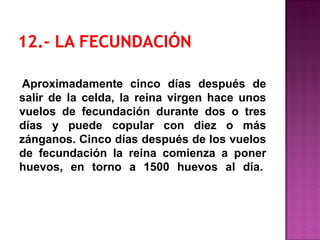 Aproximadamente cinco días después de
salir de la celda, la reina virgen hace unos
vuelos de fecundación durante dos o tres
días y puede copular con diez o más
zánganos. Cinco días después de los vuelos
de fecundación la reina comienza a poner
huevos, en torno a 1500 huevos al día.
 