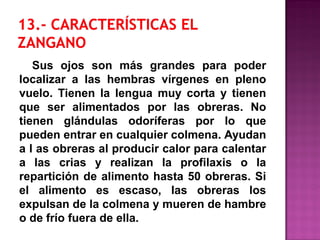 Sus ojos son más grandes para poder
localizar a las hembras vírgenes en pleno
vuelo. Tienen la lengua muy corta y tienen
que ser alimentados por las obreras. No
tienen glándulas odoríferas por lo que
pueden entrar en cualquier colmena. Ayudan
a l as obreras al producir calor para calentar
a las crias y realizan la profilaxis o la
repartición de alimento hasta 50 obreras. Si
el alimento es escaso, las obreras los
expulsan de la colmena y mueren de hambre
o de frío fuera de ella.
 
