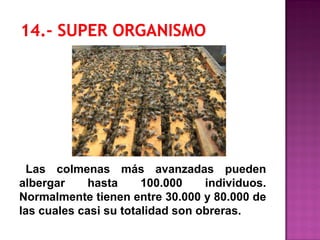 Las colmenas más avanzadas pueden
albergar hasta 100.000 individuos.
Normalmente tienen entre 30.000 y 80.000 de
las cuales casi su totalidad son obreras.
 