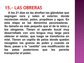A los 21 días se les atrofian las glándulas que
segregan cera y salen al exterior, donde
recolectan néctar, polen, propóleos y agua. En
esta etapa se las denomina pecoreadoras.
Su tamaño es más pequeño que el de la reina y
los zánganos. Tienen el aparato bucal muy
desarrollado con una lengua muy larga para
obtener el néctar, que luego se transforma en
miel. Tienen un cepillo de pelos donde quedan
recogidos los granos de polen y cuando se
llena, pasan a la “cestilla” una modificación de
las patas posteriores que les permite
transportar el polen.
 
