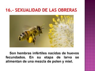 Son hembras infértiles nacidas de huevos
fecundados. En su etapa de larva se
alimentan de una mezcla de polen y miel.
 