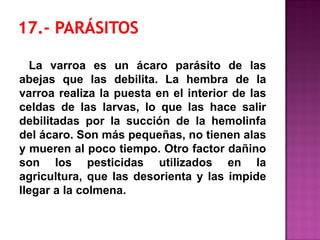 La varroa es un ácaro parásito de las
abejas que las debilita. La hembra de la
varroa realiza la puesta en el interior de las
celdas de las larvas, lo que las hace salir
debilitadas por la succión de la hemolinfa
del ácaro. Son más pequeñas, no tienen alas
y mueren al poco tiempo. Otro factor dañino
son los pesticidas utilizados en la
agricultura, que las desorienta y las impide
llegar a la colmena.
 