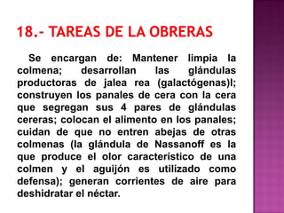 Se encargan de: Mantener limpia la
colmena; desarrollan las glándulas
productoras de jalea rea (galactógenas)l;
construyen los panales de cera con la cera
que segregan sus 4 pares de glándulas
cereras; colocan el alimento en los panales;
cuidan de que no entren abejas de otras
colmenas (la glándula de Nassanoff es la
que produce el olor característico de una
colmen y el aguijón es utilizado como
defensa); generan corrientes de aire para
deshidratar el néctar.
 