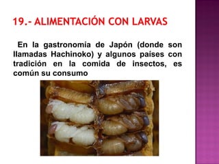 En la gastronomía de Japón (donde son
llamadas Hachinoko) y algunos países con
tradición en la comida de insectos, es
común su consumo
 