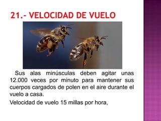 Sus alas minúsculas deben agitar unas
12.000 veces por minuto para mantener sus
cuerpos cargados de polen en el aire durante el
vuelo a casa.
Velocidad de vuelo 15 millas por hora,
 
