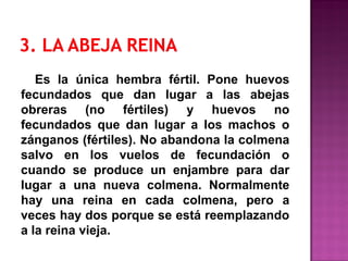 Es la única hembra fértil. Pone huevos
fecundados que dan lugar a las abejas
obreras (no fértiles) y huevos no
fecundados que dan lugar a los machos o
zánganos (fértiles). No abandona la colmena
salvo en los vuelos de fecundación o
cuando se produce un enjambre para dar
lugar a una nueva colmena. Normalmente
hay una reina en cada colmena, pero a
veces hay dos porque se está reemplazando
a la reina vieja.
 