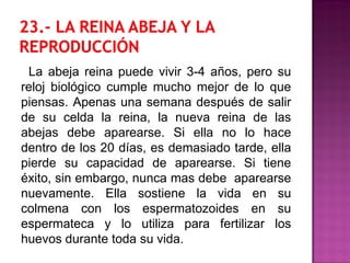 La abeja reina puede vivir 3-4 años, pero su
reloj biológico cumple mucho mejor de lo que
piensas. Apenas una semana después de salir
de su celda la reina, la nueva reina de las
abejas debe aparearse. Si ella no lo hace
dentro de los 20 días, es demasiado tarde, ella
pierde su capacidad de aparearse. Si tiene
éxito, sin embargo, nunca mas debe aparearse
nuevamente. Ella sostiene la vida en su
colmena con los espermatozoides en su
espermateca y lo utiliza para fertilizar los
huevos durante toda su vida.
 
