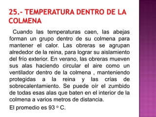 Cuando las temperaturas caen, las abejas
forman un grupo dentro de su colmena para
mantener el calor. Las obreras se agrupan
alrededor de la reina, para lograr su aislamiento
del frío exterior. En verano, las obreras mueven
sus alas haciendo circular el aire como un
ventilador dentro de la colmena , manteniendo
protegidas a la reina y las crías de
sobrecalentamiento. Se puede oír el zumbido
de todas esas alas que baten en el interior de la
colmena a varios metros de distancia.
El promedio es 93 o C.
 