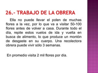 Ella no puede llevar el polen de muchas
flores a la vez, por lo que va a visitar 50-100
flores antes de volver a casa. Durante todo el
día, repite estos vuelos de ida y vuelta en
busca de alimento, lo que produce un montón
de desgaste en su cuerpo. Una recolectora
obrera puede vivir sólo 3 semanas.
En promedio visita 2 mil flores por día.
 