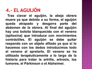 Tras clavar el aguijón, la abeja obrera
muere ya que debido a su forma, el aguijón
queda atrapado y desgarra parte del
abdomen de la obrera. Al final del aguijón
hay una bolsita blanquecida con el veneno
(apitoxina) que introduce con movimientos
contráctiles. El aguijón se debe quitar
raspando con un objeto afilado ya que si lo
hacemos con los dedos introducimos todo
el veneno al apretarlo. El veneno se ha
utilizado terapéuticamente a lo largo de la
historia para tratar la artritis, artrosis, los
tumores, el Párkinson o el Alzheimer.
 