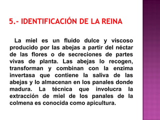La miel es un fluido dulce y viscoso
producido por las abejas a partir del néctar
de las flores o de secreciones de partes
vivas de planta. Las abejas lo recogen,
transforman y combinan con la enzima
invertasa que contiene la saliva de las
abejas y lo almacenan en los panales donde
madura. La técnica que involucra la
extracción de miel de los panales de la
colmena es conocida como apicultura.
 