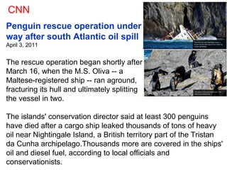 Penguin rescue operation under  way after south Atlantic oil spill April 3, 2011 The rescue operation began shortly after  March 16, when the M.S. Oliva -- a  Maltese-registered ship -- ran aground,  fracturing its hull and ultimately splitting  the vessel in two. The islands' conservation director said at least 300 penguins have died after a cargo ship leaked thousands of tons of heavy oil near Nightingale Island, a British territory part of the Tristan da Cunha archipelago.Thousands more are covered in the ships' oil and diesel fuel, according to local officials and conservationists. CNN 