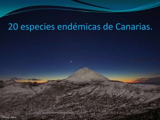 20 especies endémicas de Canarias.

 