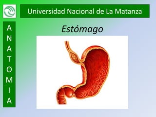 Universidad Nacional de La Matanza

A             Estómago
N
A
T
O
M
I
A
 