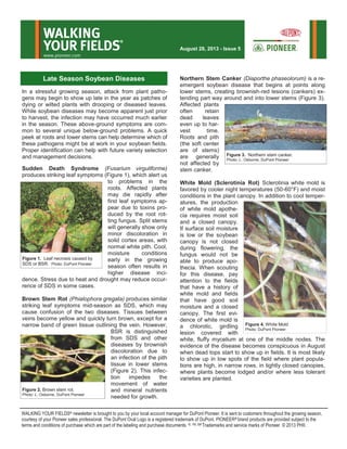 In a stressful growing season, attack from plant patho-
gens may begin to show up late in the year as patches of
dying or wilted plants with drooping or diseased leaves.
While soybean diseases may become apparent just prior
to harvest, the infection may have occurred much earlier
in the season. These above-ground symptoms are com-
mon to several unique below-ground problems. A quick
peek at roots and lower stems can help determine which of
these pathogens might be at work in your soybean fields.
Proper identification can help with future variety selection
and management decisions.
Sudden Death Syndrome (Fusarium virguliforme)
produces striking leaf symptoms (Figure 1), which alert us
to problems in the
roots. Affected plants
may die rapidly after
first leaf symptoms ap-
pear due to toxins pro-
duced by the root rot-
ting fungus. Split stems
will generally show only
minor discoloration in
solid cortex areas, with
normal white pith. Cool,
moisture conditions
early in the growing
season often results in
higher disease inci-
dence. Stress due to heat and drought may reduce occur-
rence of SDS in some cases.
Brown Stem Rot (Phialophora gregata) produces similar
striking leaf symptoms mid-season as SDS, which may
cause confusion of the two diseases. Tissues between
veins become yellow and quickly turn brown, except for a
narrow band of green tissue outlining the vein. However,
BSR is distinguished
from SDS and other
diseases by brownish
discoloration due to
an infection of the pith
tissue in lower stems
(Figure 2). This infec-
tion impedes the
movement of water
and mineral nutrients
needed for growth.
Northern Stem Canker (Diaporthe phaseolorum) is a re-
emergent soybean disease that begins at points along
lower stems, creating brownish-red lesions (cankers) ex-
tending part way around and into lower stems (Figure 3).
Affected plants
often retain
dead leaves
even up to har-
vest time.
Roots and pith
(the soft center
are of stems)
are generally
not affected by
stem canker.
White Mold (Sclerotinia Rot) Sclerotinia white mold is
favored by cooler night temperatures (50-60°F) and moist
conditions in the plant canopy. In addition to cool temper-
atures, the production
of white mold apothe-
cia requires moist soil
and a closed canopy.
If surface soil moisture
is low or the soybean
canopy is not closed
during flowering, the
fungus would not be
able to produce apo-
thecia. When scouting
for this disease, pay
attention to the fields
that have a history of
white mold and fields
that have good soil
moisture and a closed
canopy. The first evi-
dence of white mold is
a chlorotic, girdling
lesion covered with
white, fluffy mycelium at one of the middle nodes. The
evidence of the disease becomes conspicuous in August
when dead tops start to show up in fields. It is most likely
to show up in low spots of the field where plant popula-
tions are high, in narrow rows, in tightly closed canopies,
where plants become lodged and/or where less tolerant
varieties are planted.
WALKING YOUR FIELDS® newsletter is brought to you by your local account manager for DuPont Pioneer. It is sent to customers throughout the growing season,
courtesy of your Pioneer sales professional. The DuPont Oval Logo is a registered trademark of DuPont. PIONEER® brand products are provided subject to the
terms and conditions of purchase which are part of the labeling and purchase documents. ®, TM, SM Trademarks and service marks of Pioneer. © 2013 PHII.
Late Season Soybean Diseases
WALKING
YOUR FIELDS
®
www.pioneer.com
August 28, 2013 - Issue 5
Figure 3. Northern stem canker.
Photo: L. Osborne, DuPont Pioneer
Figure 1. Leaf necrosis caused by
SDS or BSR. Photo: DuPont Pioneer
Figure 2. Brown stem rot.
Photo: L. Osborne, DuPont Pioneer
Figure 4. White Mold
Photo: DuPont Pioneer
 