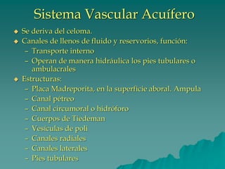 Sistema Vascular Acuífero
◆ Se deriva del celoma.
◆ Canales de llenos de fluido y reservorios, función:
– Transporte interno
– Operan de manera hidráulica los pies tubulares o
ambulacrales
◆ Estructuras:
– Placa Madreporita, en la superficie aboral. Ampula
– Canal pétreo
– Canal circumoral o hidróforo
– Cuerpos de Tiedeman
– Vesículas de poli
– Canales radiales
– Canales laterales
– Pies tubulares
 
