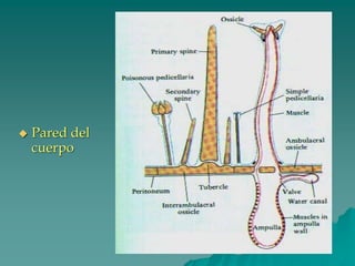 ◆ Pared del
cuerpo
 