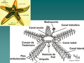 http://www.asturnatura.com/Imagenes/articulos/equinodermos/sistambul.jpg
ttp://www.colegioweb.com.br/wp-content/uploads/21705.jpg
 