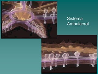 http://2.bp.blogspot.com/-q3qH6J1Bfhk/T8AcvIXwirI/AAAAAAAAAFw/os0HMBCPZCY/s1600/Sistema+ambulacrario+equinodermos.gif
Sistema
Ambulacral
 