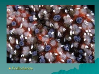◆ Pedicelarios
 